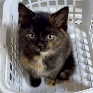 賢くて人慣れ抜群な甘え子ねね姫