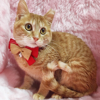 ちっちゃな茶トラの女の子『ゆずちゃん』5カ月