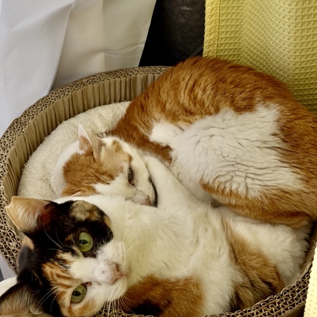 やまもとまゆみのカバー写真