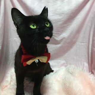 譲渡会参加のため募集終了