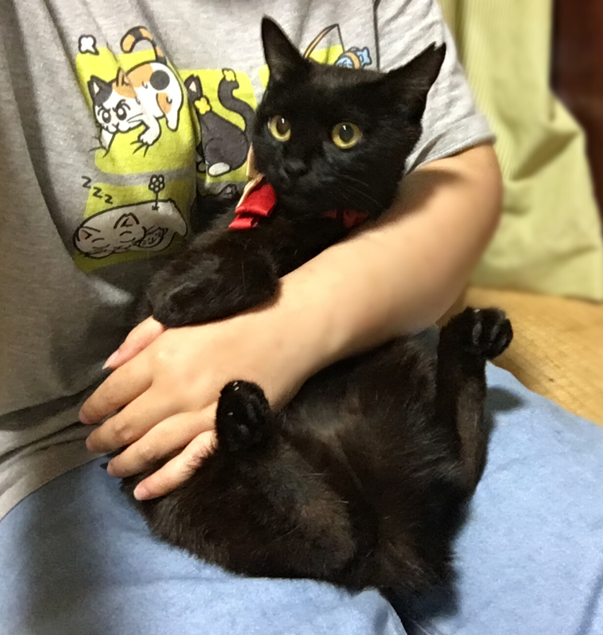 丸顔まんまるお目々の黒猫」東京都 - 猫の里親募集(533003) 5枚目の