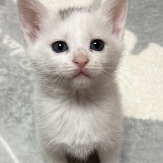 妖精級の可愛さ！生後約3週間ベビー姫