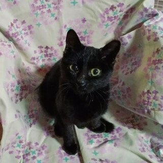 甘えん坊抱っこ大好き『和香』ちゃん