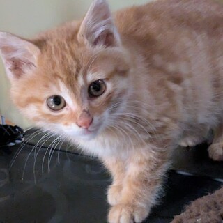 2〜3ヶ月の男の子です