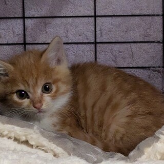 2ヶ月の女の子です。