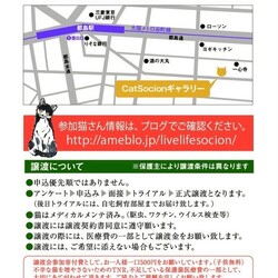 LiveLife譲渡会inキャットソシオンギャラリー サムネイル3