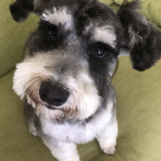 甘えん坊でご飯大好き食いしん坊ミニシュナ