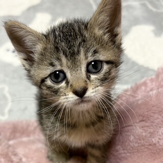 タレ目系甘えん坊姫！ベビーちゃん約3週間