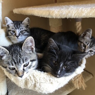 甘えん坊の４兄弟姉妹