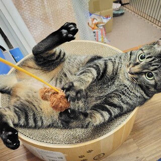 トライル決定　甘えたで遊ぶのが大好きな明るい女の子