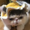 ゆたこさん