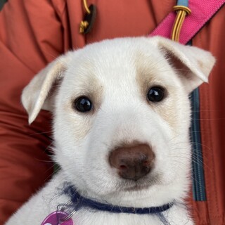 人慣れ◎きぬちゃん