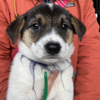 人慣れ◎がんもくん