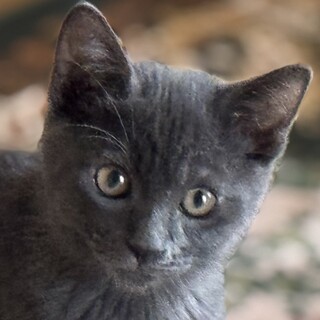 とっても可愛い♡濃いグレーのグリ君！