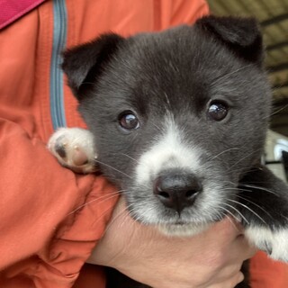 人慣れ◎ゴローくん