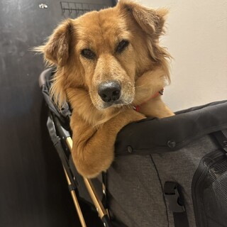 犬生何回目？賢く穏やかな女の子。猫・子どもOK