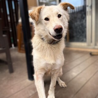 ふわふわぼんぼり尻尾の穏やかな大型犬の男の子