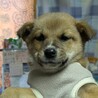 まだ生後40日の野犬子犬 ひょうくん サムネイル2