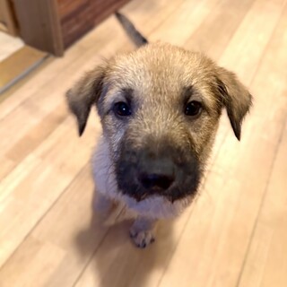 将来30kg超え!？コロコロ子熊のような男の子