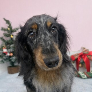 人懐っこいMダックスのジオ君です♡