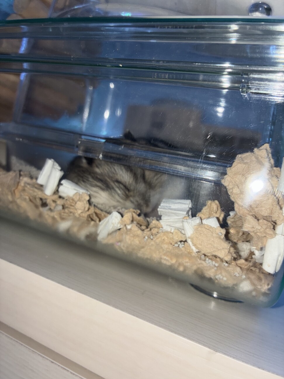 ジャンガリアン2匹 餌や砂ケージの中も全てお渡し サムネイル2