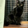 2/15ドン・キホーテ譲渡会参加黒猫♀ サムネイル2