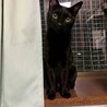 2/15ドン・キホーテ譲渡会参加黒猫♀ サムネイル4