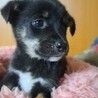 まだ生後40日野犬子犬の女の子ゆきちゃん サムネイル4