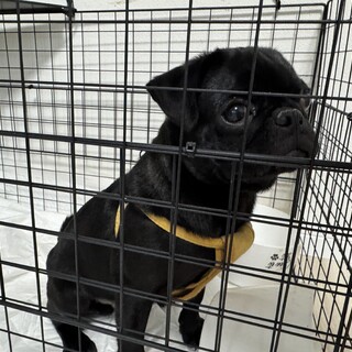 【至急】生後５ヶ月子犬パグ