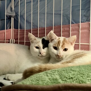 親子猫(メスとオス)仲良し２匹