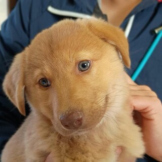 この子を助けてください