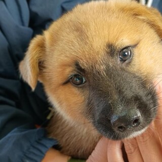 この子を助けてください