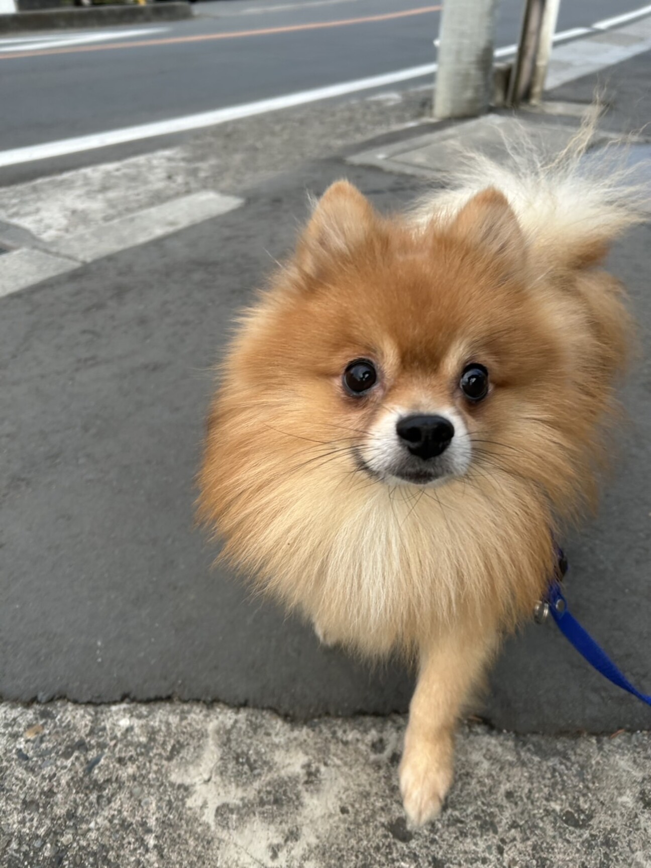 ポメラニアンの人専用 1971414.jpeg