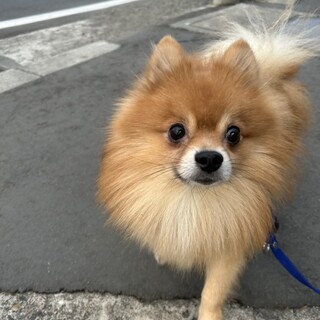 甘えん坊のポメラニアン。くまくん