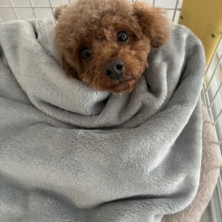 とにかく人に触られたい女の子♡イカちゃん♡