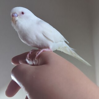 オスのセキセイインコ青年鳥里親決定