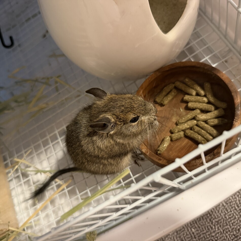デグーさんのカバー写真