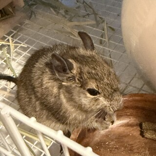 デグーの男の子です。ゲージなどすべてお譲りします