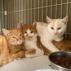 今年最後の譲渡会を開催します！