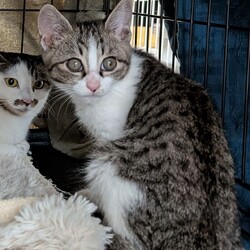 今年最後の譲渡会を開催します！ サムネイル2