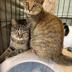 今年最後の譲渡会を開催します！ サムネイル3