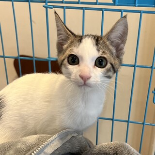 大きなお耳がキュートなちび太☆