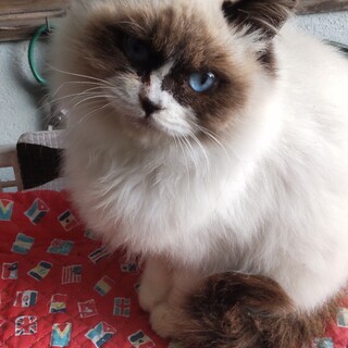 人懐っこい女の子です。