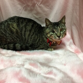 譲渡会参加のため募集終了