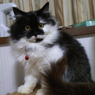 ふっわふわ まっるまる♡“さとの”ちゃん