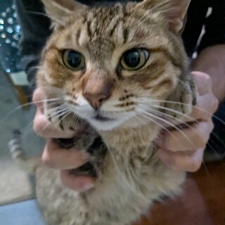 怪我が治ったキジトラ君、ずっとのおうち募集します