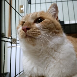 僕を見つめてほしい♡八雲くん・３歳