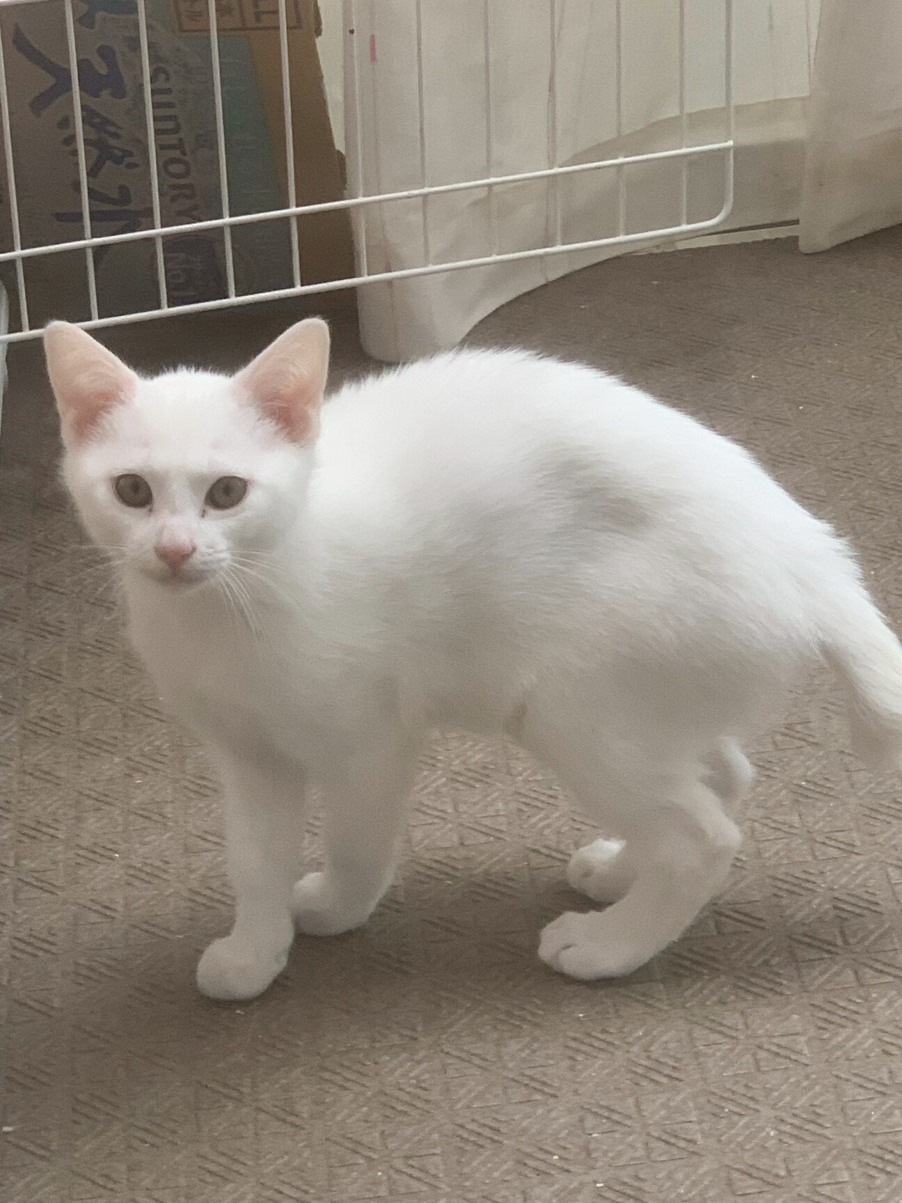 しっぽが可愛いろんくん」埼玉県 - 猫の里親募集(533049) :: ペットの