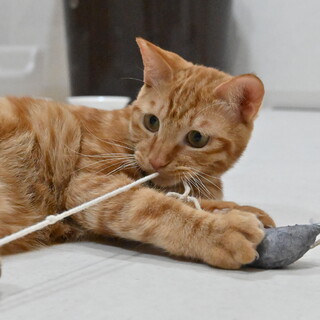 チャンタ：おもちゃ大好き！茶トラの男の子