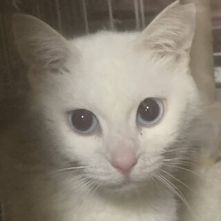 人馴れ抜群らんちゃん